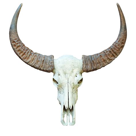 bull horns and skull